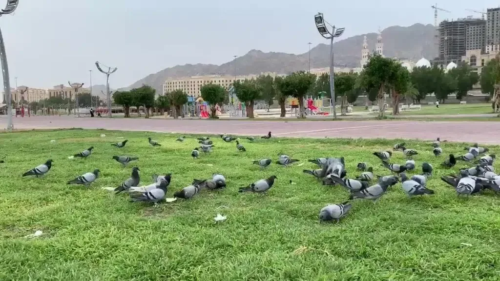 أجمل المنتزهات والحدائق في مكة المكرمة - صورة 3