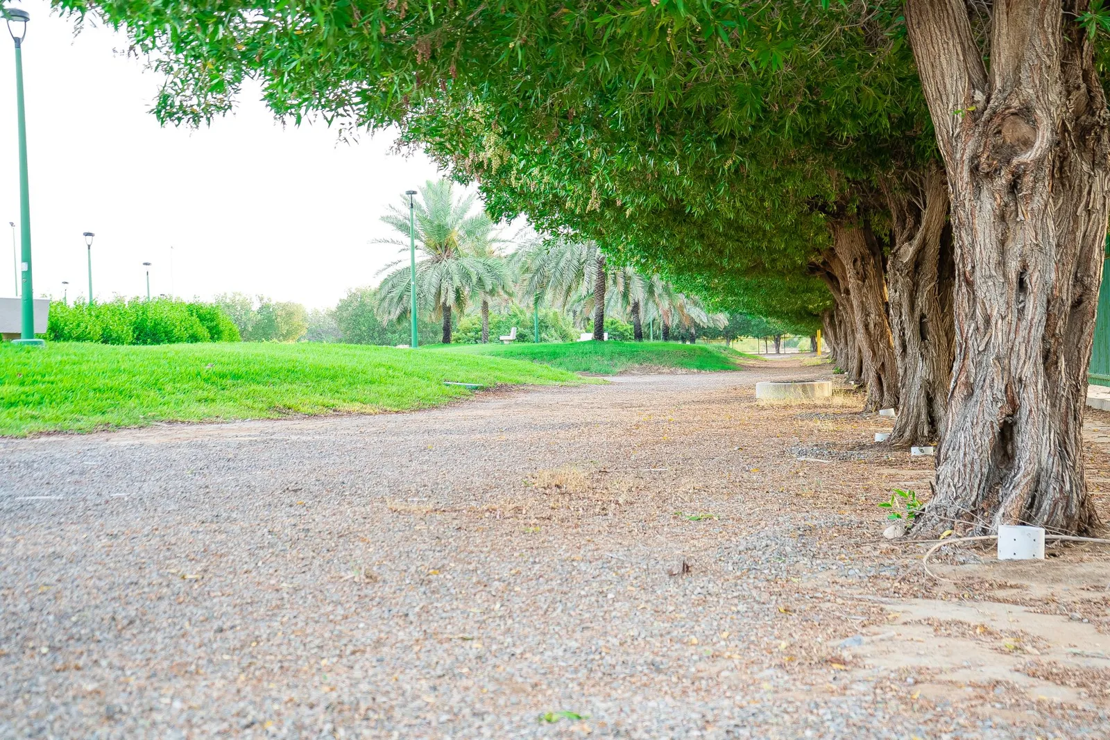 أفضل 5 حدائق ومنتزهات في ينبع - صورة 4