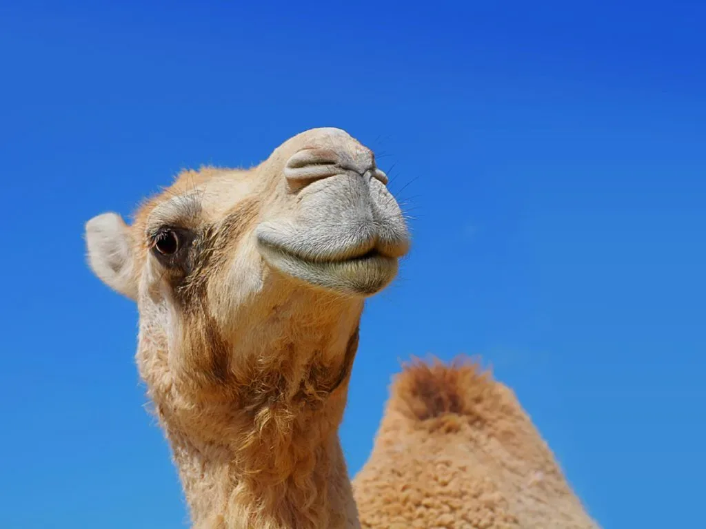 أشياء رائعة يمكنك القيام بها في الرياض - صورة 5