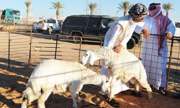 أماكن بيع الأضاحي في جدة 2024