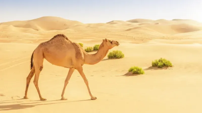 السعودية تعلن عن منح دراسية لدراسات الإبل