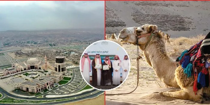 إطلاق أول دبلوم جامعي في تربية ورعاية الإبل