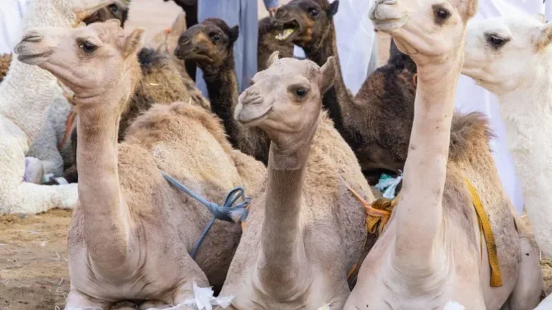 اماكن سياحية في بريدة