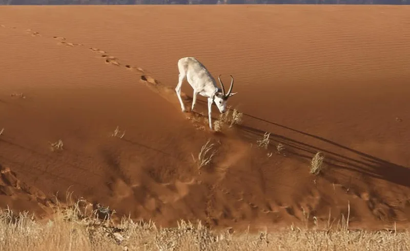 أروع المحميات الطبيعية في السعودية