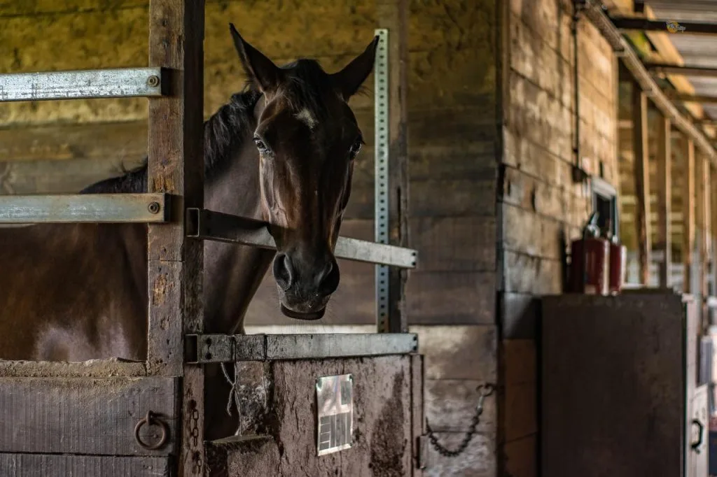 أماكن مميزة لتعليم ركوب الخيل في جدة