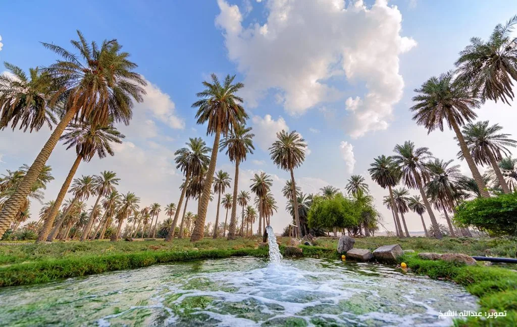 أجمل الواحات في السعودية.. طبيعة خلابة وسط الصحراء