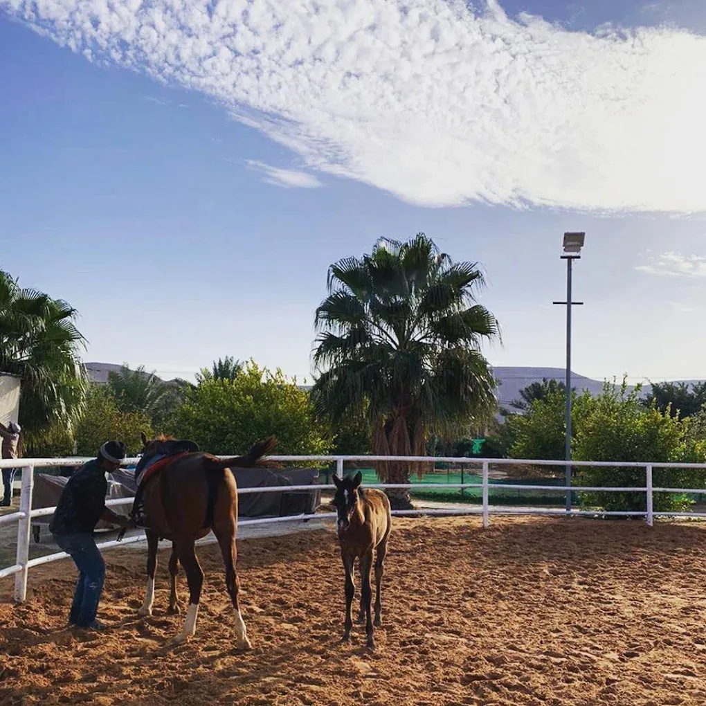 أبرز أماكن خيالية لركوب الخيل في الرياض