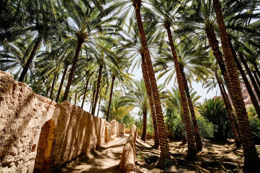 ثمانية من أفضل المطاعم في العلا التي تستحق الزيارة - صورة 5