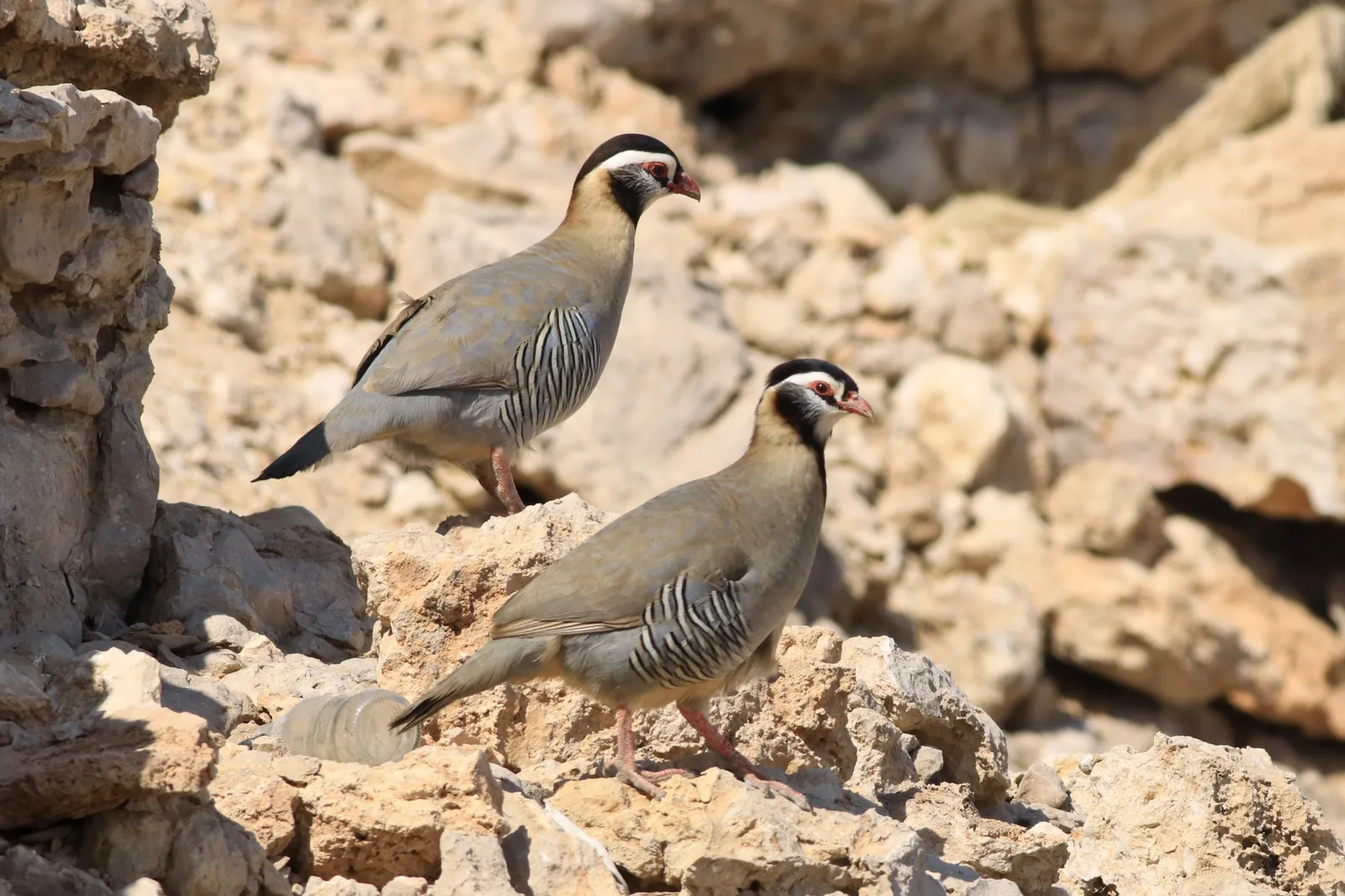 10 طيور عجيبة في المملكة العربية السعودية