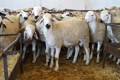 أضاحي العيد