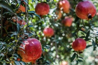 الفواكه التي تشتهر بها الطائف