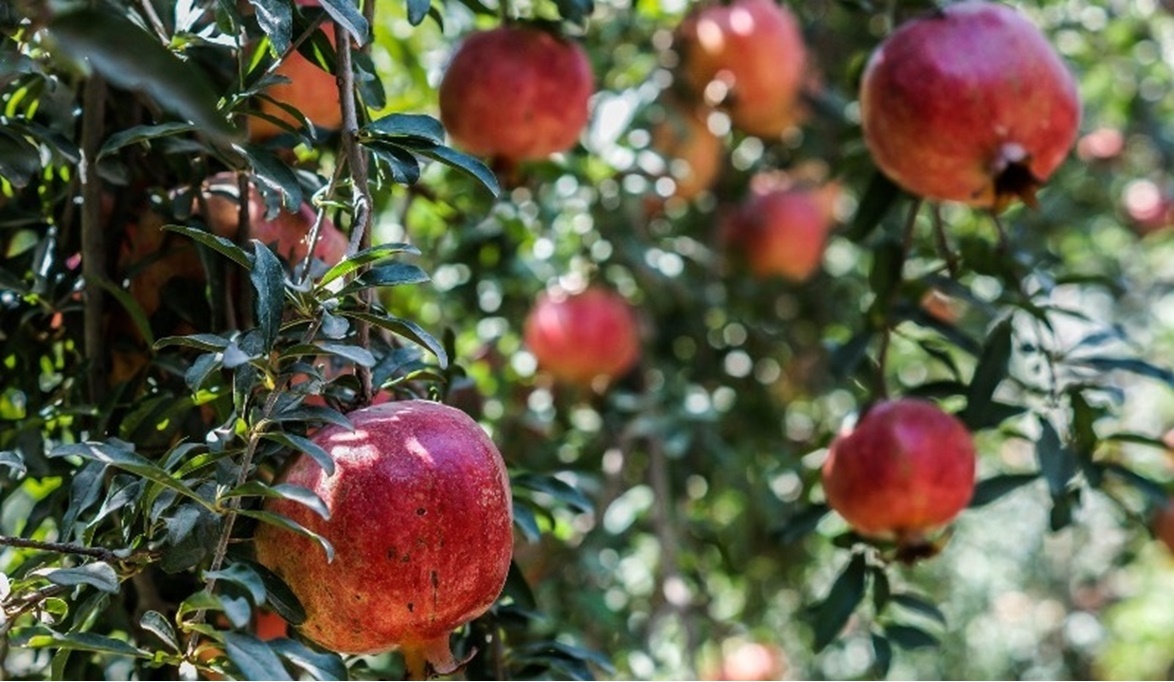 الفواكه التي تشتهر بها الطائف